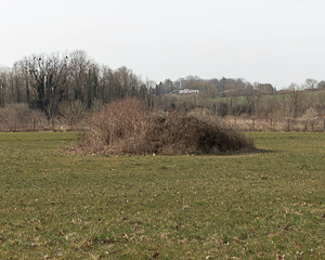 Salans